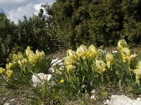 Iris chamaeiris 5, Saxifraga-Willem van Kruijsbergen