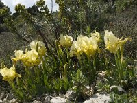 Iris chamaeiris 7, Saxifraga-Willem van Kruijsbergen