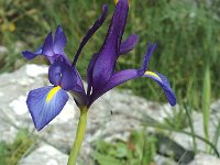 Iris filifolia 1, Saxifraga-Jan van der Straaten