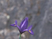 Iris filifolia 2, Saxifraga-Jan van der Straten