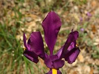Iris filiformis