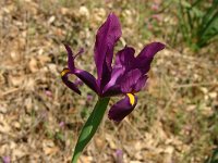 Iris filiformis 2, Saxifraga-Dirk Hilbers