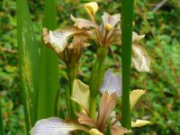Iris foetidissima 1, Stinkende lis, Saxifraga-Ed Stikvoort