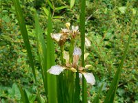Iris foetidissima 4, Stinkende lis, Saxifraga-Ed Stikvoort