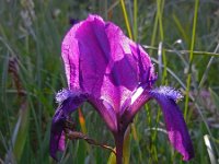 Iris furcata 1, Saxifraga-Ed Stikvoort