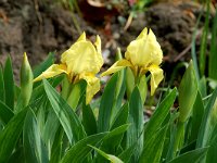 Iris germanica, German iris