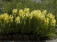 Iris germanica 2, Saxifraga-Willem van Kruijsbergen