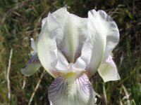 Iris germanica 4, Saxifraga-Rutger Barendse
