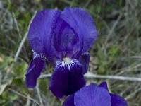 Iris germanica 5, Saxifraga-Willem van Kruijsbergen