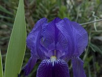 Iris germanica 6, Saxifraga-Willem van Kruijsbergen
