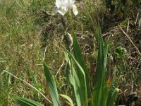 Iris germanica 7, Saxifraga-Rutger Barendse