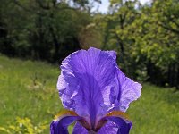 Iris germanica 9, Saxifraga-Jeroen Willemsen