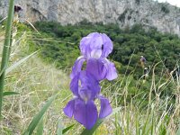 Iris germanica 8, Saxifraga-Rutger Barendse