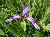Iris graminea 1, Saxifraga-Jan Willem Jongepier