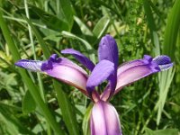 Iris graminea 2, Saxifraga-Jan Willem Jongepier