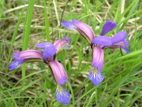Iris graminea 3, Saxifraga-Jan Willem Jongepier