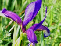 Iris graminea 4, Saxifraga-Jasenka Topic