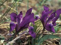 Iris humilis 1, Saxifraga-Peter Lengyel