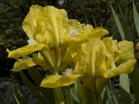Iris humilis 2, Saxifraga-Willem van Kruijsbergen