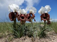 Iris iberica