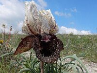 Iris iberica ssp elegantissima 3, Saxifraga-Ed Stikvoort : Jerevan - Garni s9900