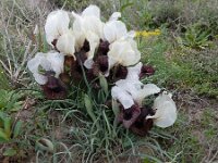 Iris iberica ssp elegantissima 4, Saxifraga-Ed Stikvoort : Jerevan - Garni s9900
