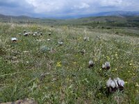 Iris iberica ssp elegantissima 7, Saxifraga-Ed Stikvoort : Jerevan - Garni A900