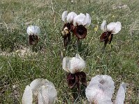 Iris iberica ssp elegantissima 8, Saxifraga-Ed Stikvoort : Jerevan - Garni A900