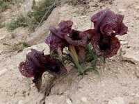 Iris iberica ssp lycotis 12, Saxifraga-Ed Stikvoort : Jerevan - Areni - Noravank A900