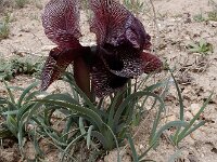 Iris iberica ssp lycotis 16, Saxifraga-Ed Stikvoort : Jerevan - Areni - Noravank s9900