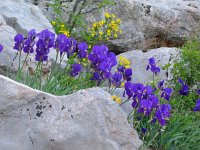 Iris illyrica 3, Saxifraga-Jasenka Topic