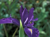Iris latifolia 1, Saxifraga-Jan van der Straaten