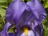 Iris pallida 1, Saxifraga-Jan van der Straaten