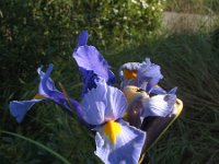 Iris pallida 2, Saxifraga-Rutger Barendse