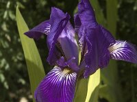 Iris perrieri