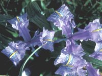 Iris planifolia