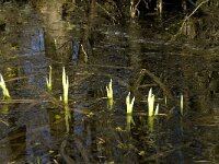 Iris pseudacorus 10, Gele lis, Saxifraga-Marijke Verhagen