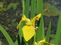 Iris pseudacorus 11, Gele lis, Saxifraga-Jasenka Topic
