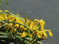 Iris pseudacorus 12, Gele lis, Saxifraga-Jasenka Topic