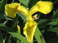 Iris pseudacorus 13, Gele lis, Saxifraga-Jasenka Topic
