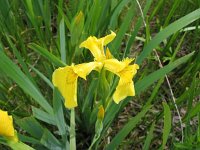 Iris pseudacorus 14, Gele lis, Saxifraga-Jasenka Topic