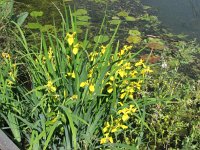 Iris pseudacorus 15, Gele lis, Saxifraga-Jasenka Topic