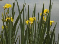 Iris pseudacorus 16, Gele lis, Saxifraga-Marijke Verhagen