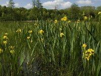 Iris pseudacorus 17, Gele lis, Saxifraga-Jan van der Straaten