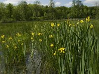 Iris pseudacorus 18, Gele lis, Saxifraga-Jan van der Straaten