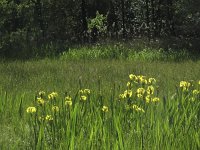 Iris pseudacorus 19, Gele lis, Saxifraga-Rob Felix : Plantae, Plants, Project Natuurbalans, planten