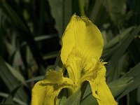 Iris pseudacorus 2, Gele lis, Saxifraga-Jan van der Straaten