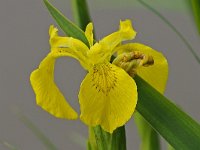 Iris pseudacorus #16436 : Iris pseudacorus, Gele lis