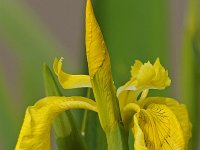 Iris pseudacorus #16434 : Iris pseudacorus, Gele lis