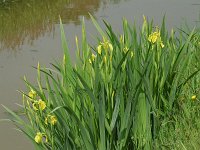 Iris pseudacorus #16431 : Iris pseudacorus, Gele lis